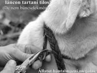 "LÁNC-REAKCIÓ" Az új állatvédelmi törvényről