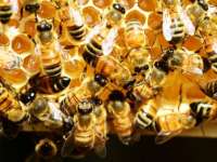 Semmelweis Egyetem: életveszélyes is lehet a méh- vagy darázscsípés